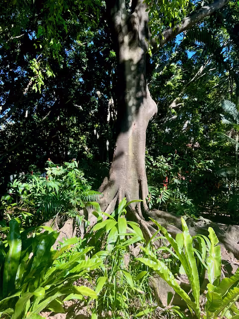 wonderful tree