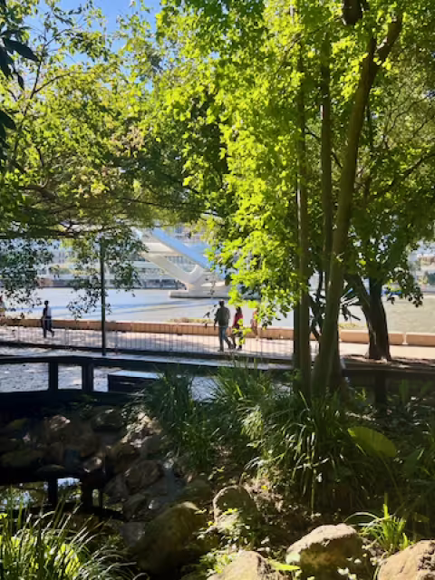 walkways with mangroves along side southbank